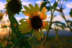 sunset sunflower